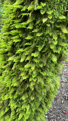 Dendroalsia abietina