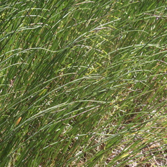 Equisetum × moorei