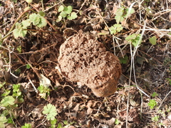 Pisolithus arenarius