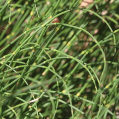 Equisetum × moorei