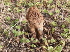 Pisolithus arenarius