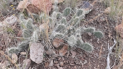 Opuntia trichophora
