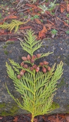 Thuja plicata