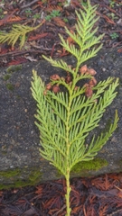 Thuja plicata