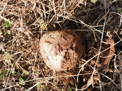 Pisolithus arenarius