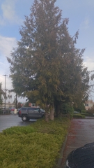 Thuja plicata