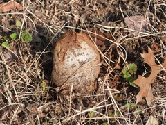 Pisolithus arenarius