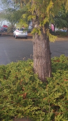 Thuja plicata