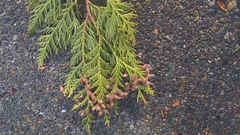 Thuja plicata