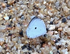 Neopithecops zalmora zalmora