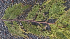 Thuja plicata