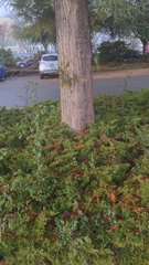 Thuja plicata
