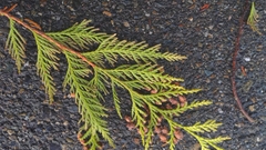 Thuja plicata