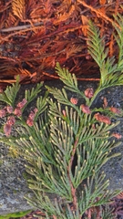 Thuja plicata
