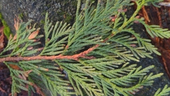 Thuja plicata