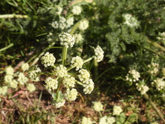 Lomatium dasycarpum