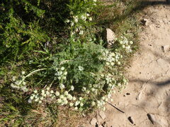 Lomatium dasycarpum