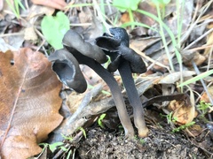 Helvella atra