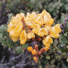 Oxylobium ellipticum