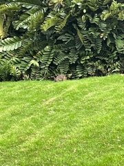 Oryctolagus cuniculus