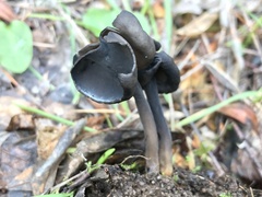 Helvella atra