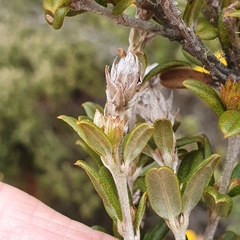 Oxylobium ellipticum