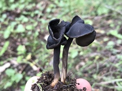 Helvella atra