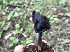 Helvella atra