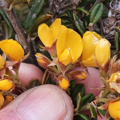 Oxylobium ellipticum