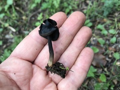 Helvella atra