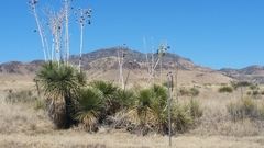 Yucca elata
