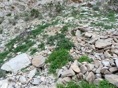 Phacelia pedicellata