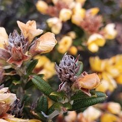 Oxylobium ellipticum