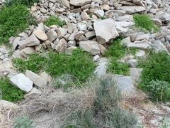 Phacelia pedicellata