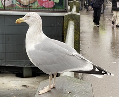 Larus argentatus