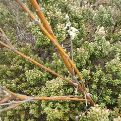 Oxylobium ellipticum