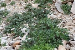 Phacelia pedicellata