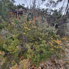 Oxylobium ellipticum