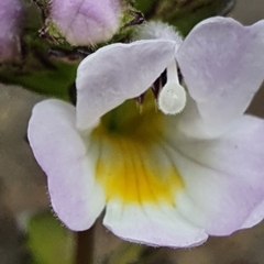 Euphrasia collina