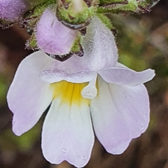 Euphrasia collina