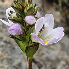 Euphrasia collina