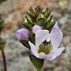 Euphrasia collina