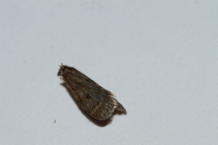 Scoparia penumbralis