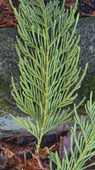 Thuja plicata