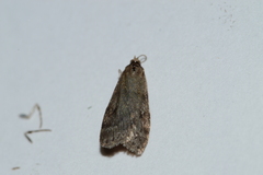 Scoparia penumbralis