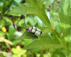 Omophoita octoguttata