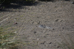 Liolaemus carlosgarini