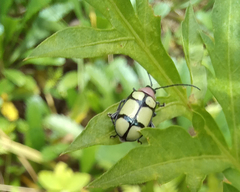 Omophoita octoguttata