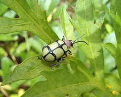 Omophoita octoguttata