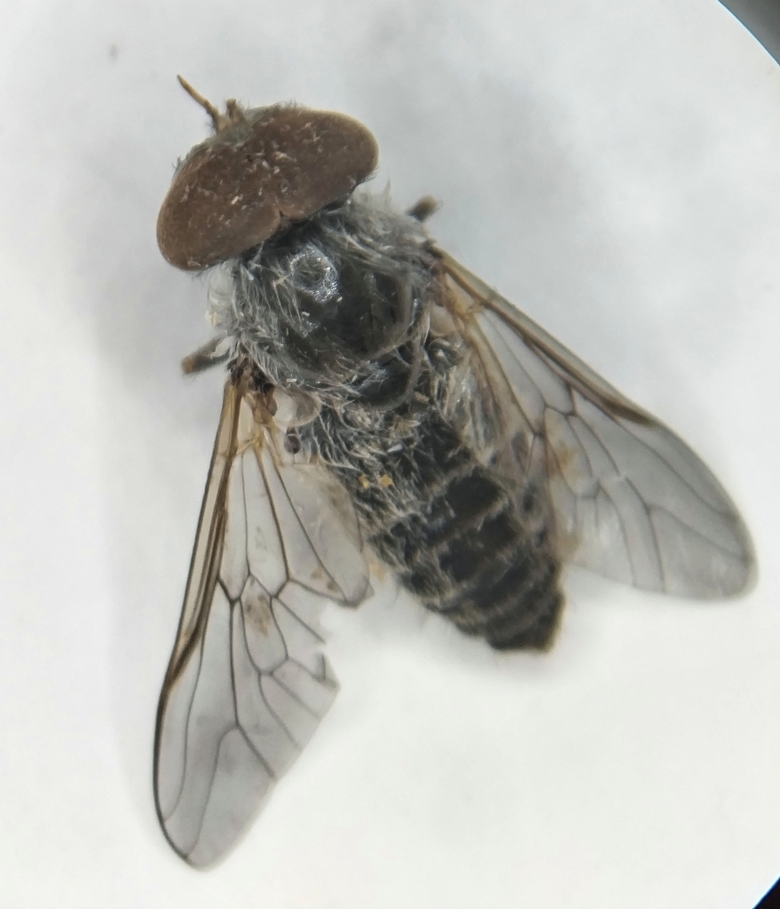 Atylotus sublunaticornis